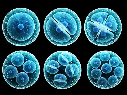 細胞治療 醫學第三大支柱的核心差異與存儲技術解析