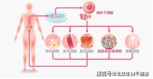 由內而外的抗衰，干細胞不是說說而已