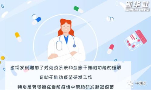 移植特定血液干細胞增強免疫功能 干細胞與免疫細胞儲存的未來