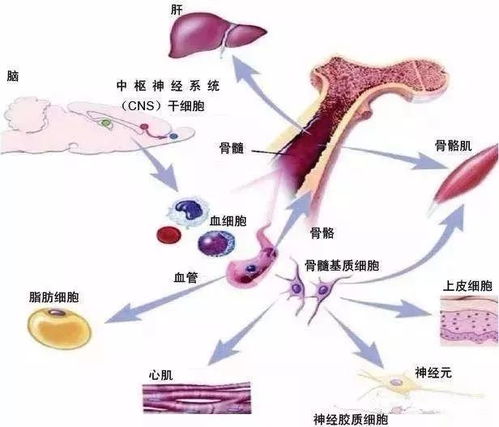 干細胞與免疫細胞儲存 未來醫療發展的基石與生物轉化醫學的新前沿
